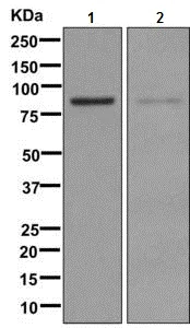 Western blot - Anti-NADSYN1 antibody [EPR10611] (AB171942)