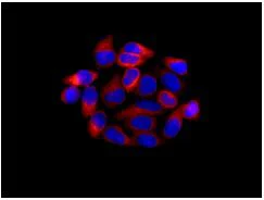 Immunocytochemistry/ Immunofluorescence - Anti-NADSYN1 antibody [EPR10611] - BSA and Azide free (AB249661)