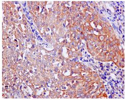 Immunohistochemistry (Formalin/PFA-fixed paraffin-embedded sections) - Anti-NADSYN1 antibody [EPR10611] - BSA and Azide free (AB249661), expandable thumbnail