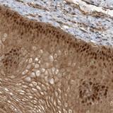 Immunohistochemistry (Formalin/PFA-fixed paraffin-embedded sections) - Anti-NAF1 antibody (AB122323)