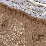 Immunohistochemistry (Formalin/PFA-fixed paraffin-embedded sections) - Anti-NAF1 antibody (AB122323)