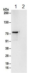 Immunoprecipitation - Anti-NAF1 antibody (AB157106)