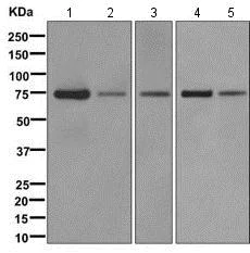 Western blot - Anti-NAF1 antibody [EPR11516] - BSA and Azide free (AB249634)
