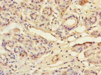 Immunohistochemistry (Formalin/PFA-fixed paraffin-embedded sections) - Anti-NAG-2 antibody (AB230234)