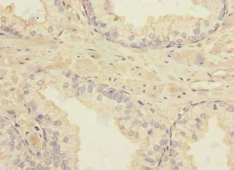 Immunohistochemistry (Formalin/PFA-fixed paraffin-embedded sections) - Anti-NAG-2 antibody (AB230234)