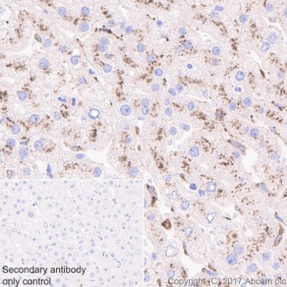 Immunohistochemistry (Formalin/PFA-fixed paraffin-embedded sections) - Anti-NAGLU/NAG antibody [EPR20708] (AB214671)