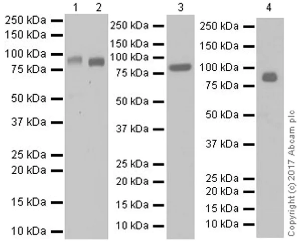Western blot - Anti-NAGLU/NAG antibody [EPR20708] (AB214671)