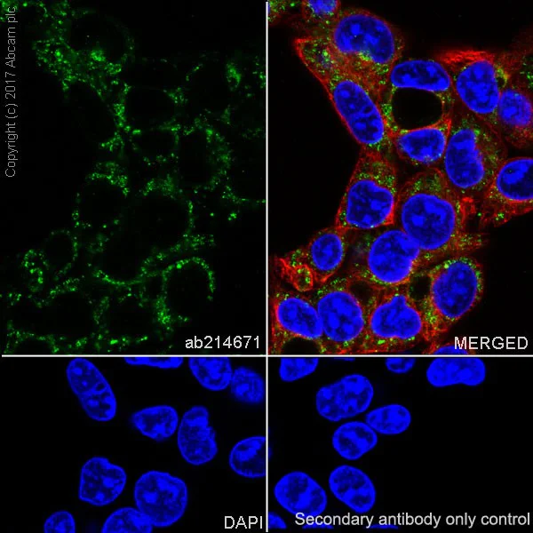 Immunocytochemistry/ Immunofluorescence - Anti-NAGLU/NAG antibody [EPR20708] - BSA and Azide free (AB251547)