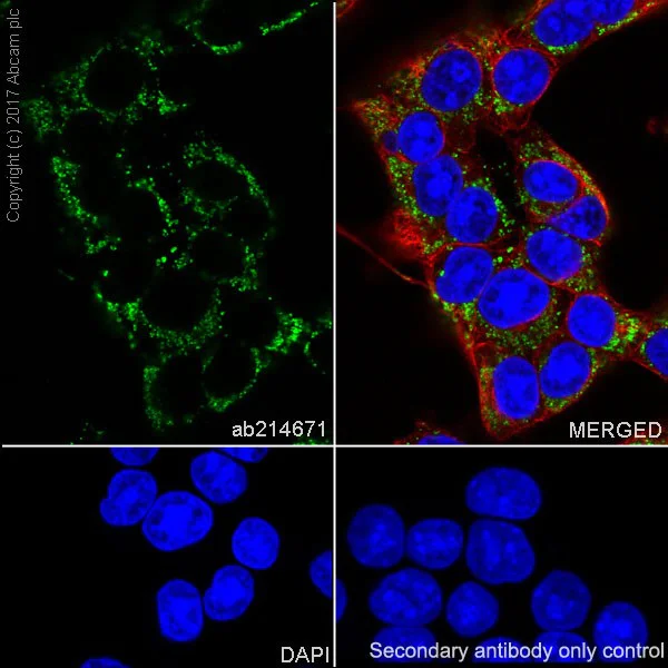 Immunocytochemistry/ Immunofluorescence - Anti-NAGLU/NAG antibody [EPR20708] - BSA and Azide free (AB251547)