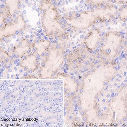 Immunohistochemistry (Formalin/PFA-fixed paraffin-embedded sections) - Anti-NAGLU/NAG antibody [EPR20708] - BSA and Azide free (AB251547)
