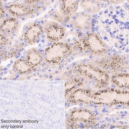 Immunohistochemistry (Formalin/PFA-fixed paraffin-embedded sections) - Anti-NAGLU/NAG antibody [EPR20708] - BSA and Azide free (AB251547)