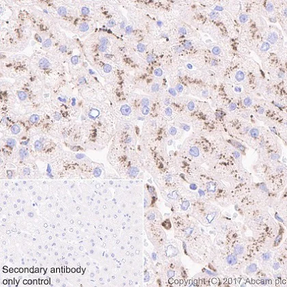 Immunohistochemistry (Formalin/PFA-fixed paraffin-embedded sections) - Anti-NAGLU/NAG antibody [EPR20708] - BSA and Azide free (AB251547)