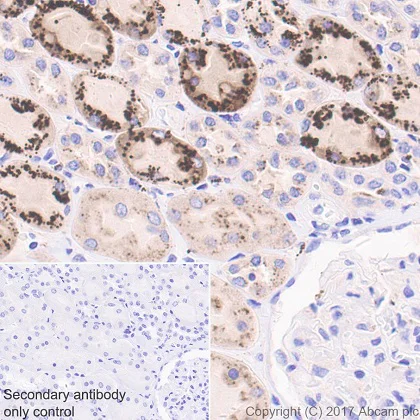 Immunohistochemistry (Formalin/PFA-fixed paraffin-embedded sections) - Anti-NAGLU/NAG antibody [EPR20708] - BSA and Azide free (AB251547)