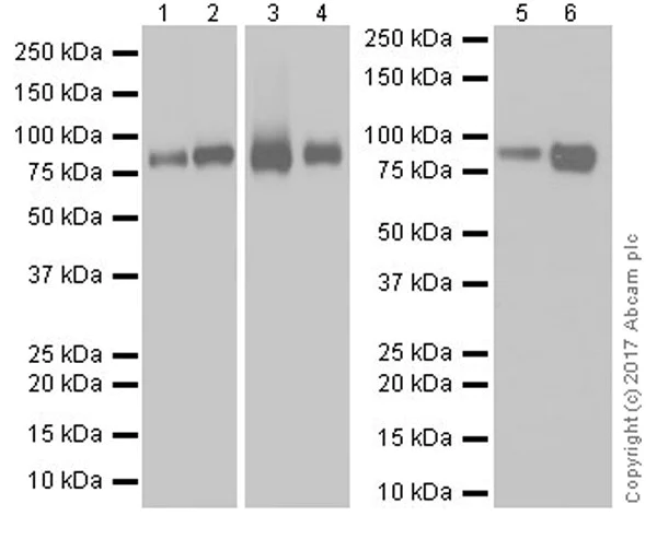Western blot - Anti-NAGLU/NAG antibody [EPR20708] - BSA and Azide free (AB251547)