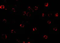 Immunocytochemistry/ Immunofluorescence - Anti-NAIP antibody (AB25968)