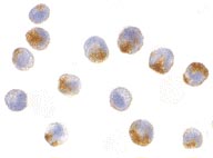 Immunocytochemistry/ Immunofluorescence - Anti-NAIP antibody (AB25968)