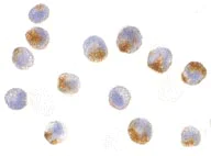 Immunocytochemistry/ Immunofluorescence - Anti-NAIP antibody (AB25968)