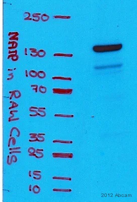 Western blot - Anti-NAIP antibody (AB25968)
