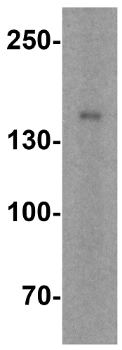 Western blot - Anti-NAIP antibody (AB25968)