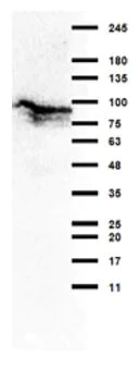 Western blot - Anti-NAK/TBK1 antibody (AB235253)