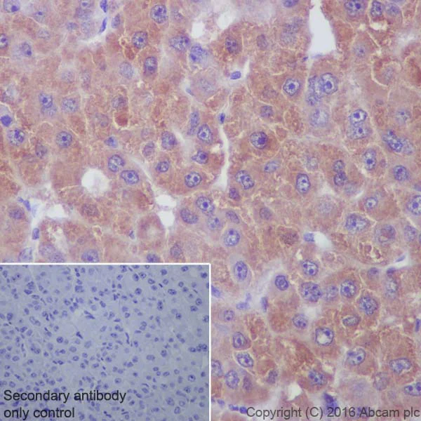 Immunohistochemistry (Formalin/PFA-fixed paraffin-embedded sections) - Anti-NAK/TBK1 antibody [EP611Y] - BSA and Azide free (AB186470)