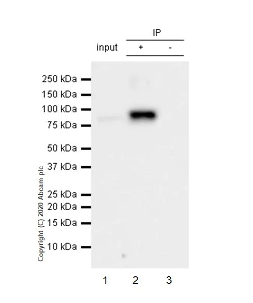 Immunoprecipitation - Anti-NAK/TBK1 antibody [EPR2867(2)-19] (AB109735)
