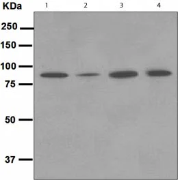 Western blot - Anti-NAK/TBK1 antibody [EPR2867(2)-19] (AB109735)