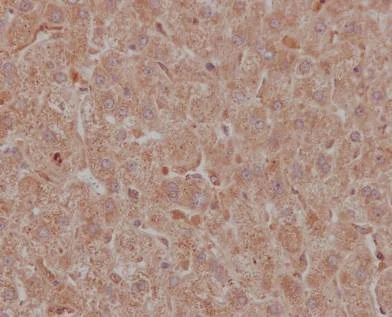 Immunohistochemistry (Formalin/PFA-fixed paraffin-embedded sections) - Anti-NAK/TBK1 antibody [EPR2867(2)-19] - BSA and Azide free (AB186468)