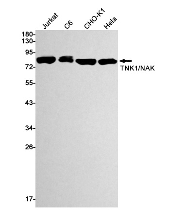 Western blot - Anti-NAK/TBK1 Antibody [S01-1G3] (AB317376), expandable thumbnail