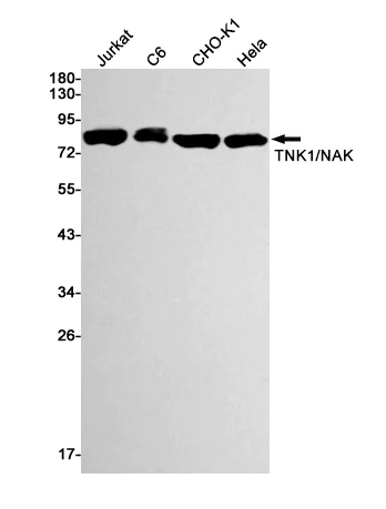 Western blot - Anti-NAK/TBK1 Antibody [S01-1G3] (AB317376)