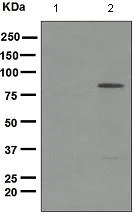 Western blot - Anti-NAK/TBK1 (phospho S172) antibody [EPR2867(2)] (AB109272)