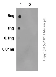 Dot Blot - Anti-NAK/TBK1 (phospho S172) antibody [EPR2867(2)] - BSA and Azide free (AB186469)