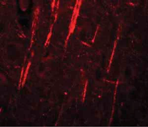 Immunohistochemistry (Formalin/PFA-fixed paraffin-embedded sections) - Anti-NALP12/NLRP12 antibody (AB105409)