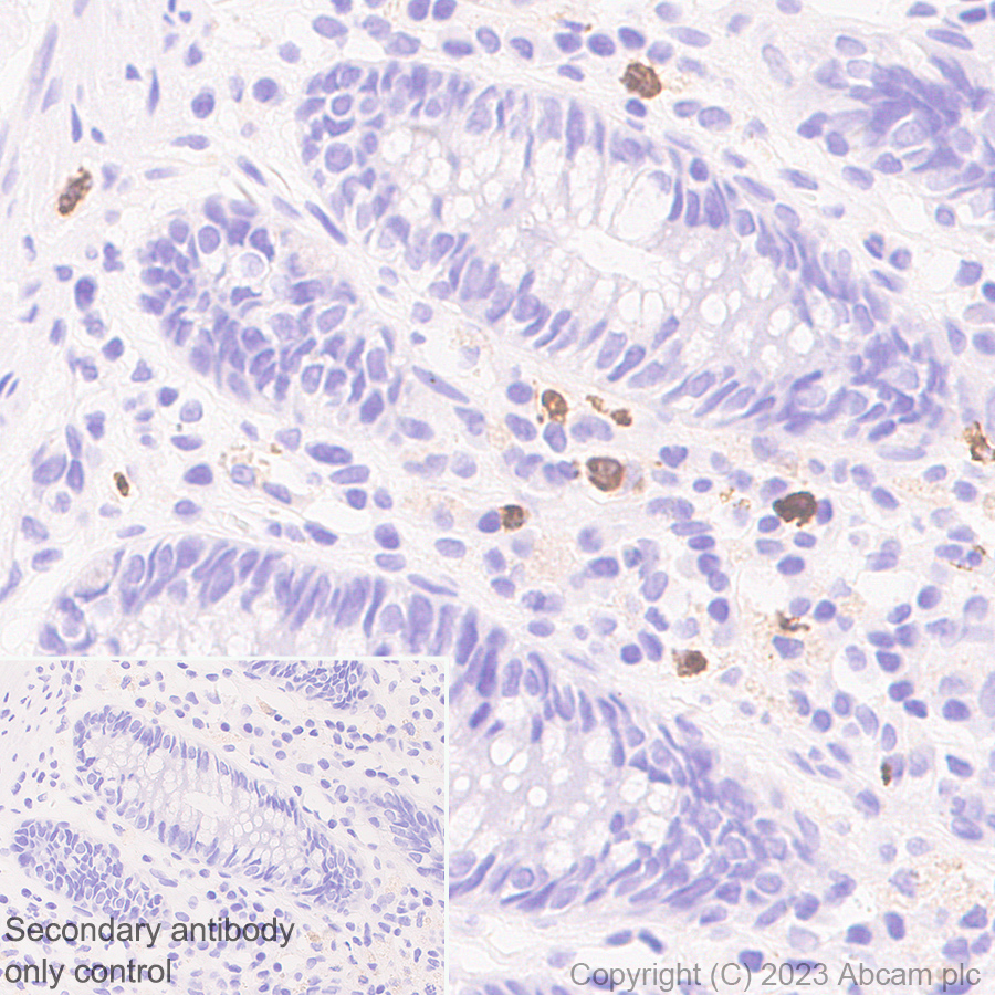Immunohistochemistry (Formalin/PFA-fixed paraffin-embedded sections) - Anti-NALP12/NLRP12 antibody [EPR26985-39] (AB308250), expandable thumbnail
