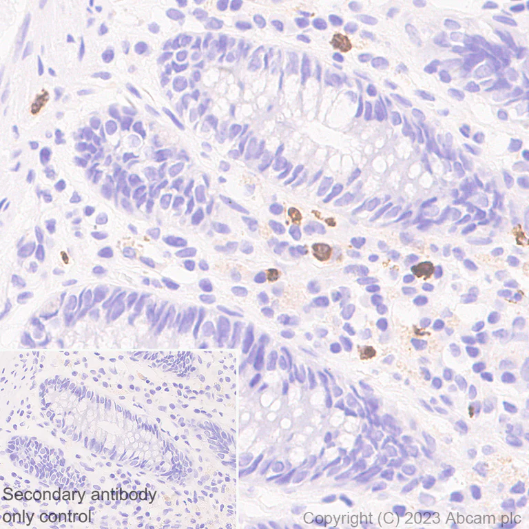 Immunohistochemistry (Formalin/PFA-fixed paraffin-embedded sections) - Anti-NALP12/NLRP12 antibody [EPR26985-39] (AB308250)