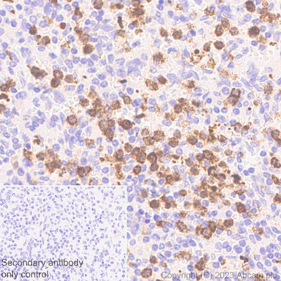 Immunohistochemistry (Formalin/PFA-fixed paraffin-embedded sections) - Anti-NALP12/NLRP12 antibody [EPR26985-39] (AB308250), expandable thumbnail