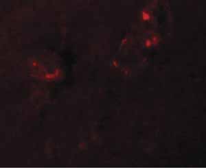 Immunocytochemistry/ Immunofluorescence - Anti-NALP5 antibody (AB105324)