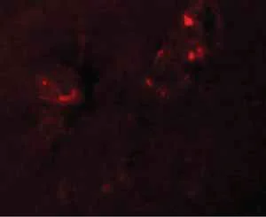 Immunocytochemistry/ Immunofluorescence - Anti-NALP5 antibody (AB105324)