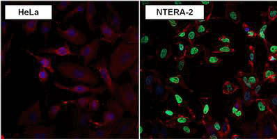 Immunocytochemistry/ Immunofluorescence - Anti-Nanog antibody [23D2-3C6] (ab173368), expandable thumbnail
