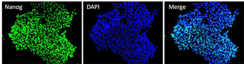 Immunocytochemistry/ Immunofluorescence - Anti-Nanog antibody [23D2-3C6] (AB173368), expandable thumbnail
