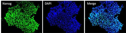 Immunocytochemistry/ Immunofluorescence - Anti-Nanog antibody [23D2-3C6] (AB173368)