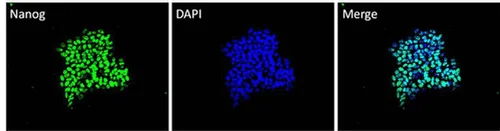 Immunocytochemistry/ Immunofluorescence - Anti-Nanog antibody [23D2-3C6] (AB173368)