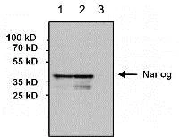 Western blot - Anti-Nanog antibody [23D2-3C6] (AB173368)