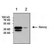 Western blot - Anti-Nanog antibody [23D2-3C6] (AB173368), expandable thumbnail