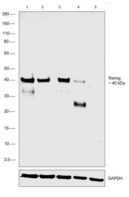 Western blot - Anti-Nanog antibody [23D2-3C6] (AB173368), expandable thumbnail