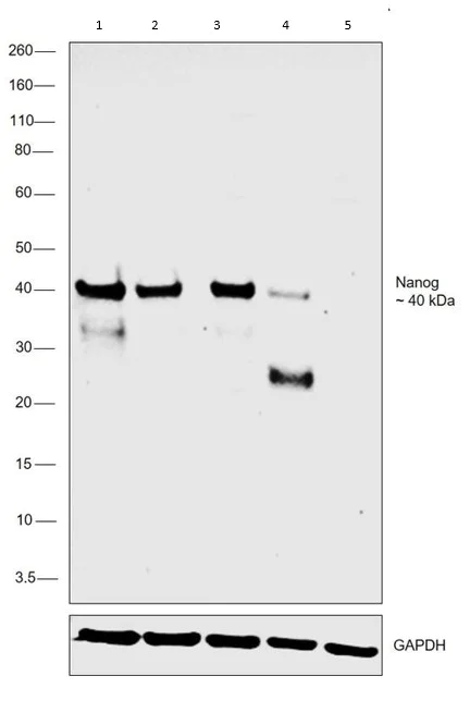 Western blot - Anti-Nanog antibody [23D2-3C6] (AB173368)