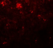 Immunocytochemistry/ Immunofluorescence - Anti-Nanog antibody (AB106465), expandable thumbnail