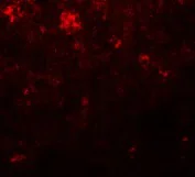 Immunocytochemistry/ Immunofluorescence - Anti-Nanog antibody (AB106465)