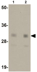 Western blot - Anti-Nanog antibody (AB106465), expandable thumbnail