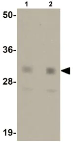 Western blot - Anti-Nanog antibody (AB106465)